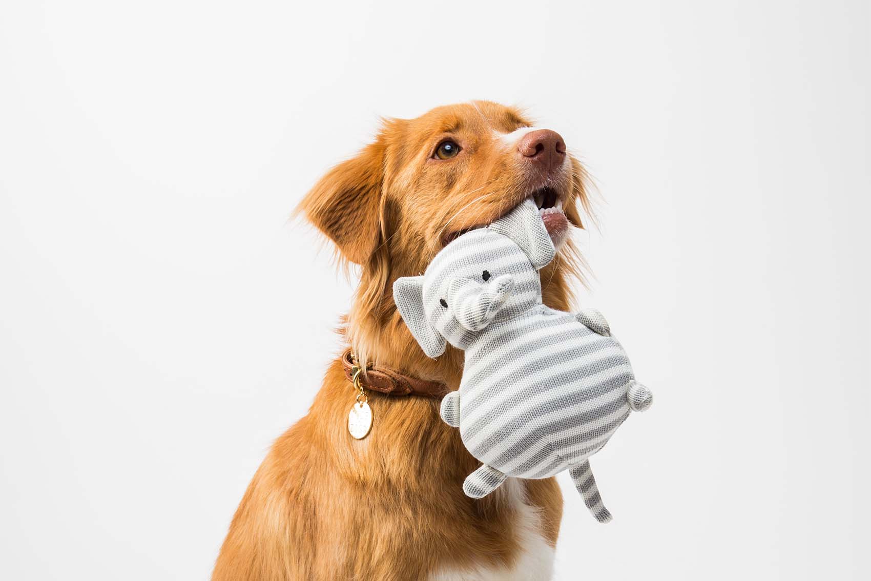 Pawsies Featured Image